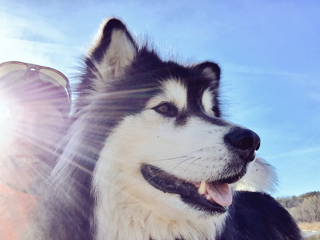 HeartDocSharon's tweet photo. People should be more like our dog! He always wants to go for a walk/run #beautifulWinterDay @DrMarthaGulati https://t.co/G1aZLHvJbD