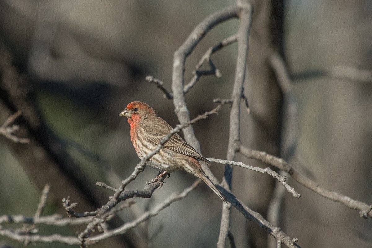 Debs Park Christimas Bird Count! <a href="/audubondebspark/">AudubonDebsPark</a>