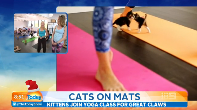 Yoga + Cats = The puuurfect combination... Thoughts? #Today9