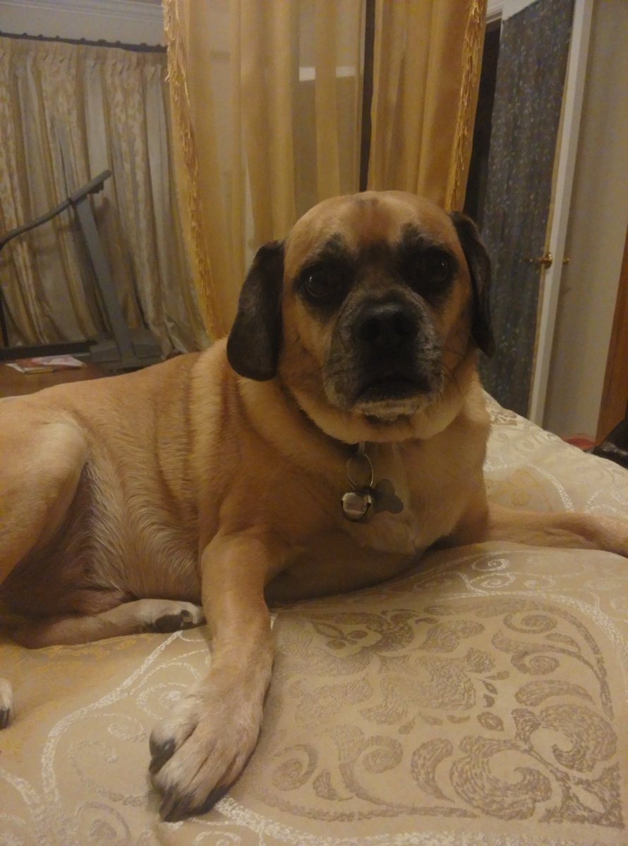 SleepDrCEO's tweet image. Hey @WhatIDreamBlog -I had the boringest dream ever- Long phone call with auditors- On and on !?!?