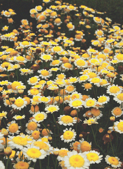 _oshot's tweet photo. 〔#ACRT08 ┊#COLORWEEK〕-Amarillo
❝El amarillo simboliza el sol y la esperanza❞ Y a Pikachu, me recuerda a ti. @otpldk https://t.co/eob64HpLtj