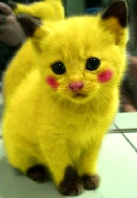 bralixxha's tweet photo. saw this and thought of you @Michael5SOS #CatsForMichael https://t.co/LImD3ZBHXN