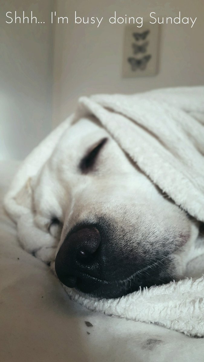 Valery_Andre_'s tweet photo. Shhh... I'm busy doing Sunday ! 🐾 😪
#MyLazyDog #DogLife @RepYourWoof https://t.co/LGponFE8Ro