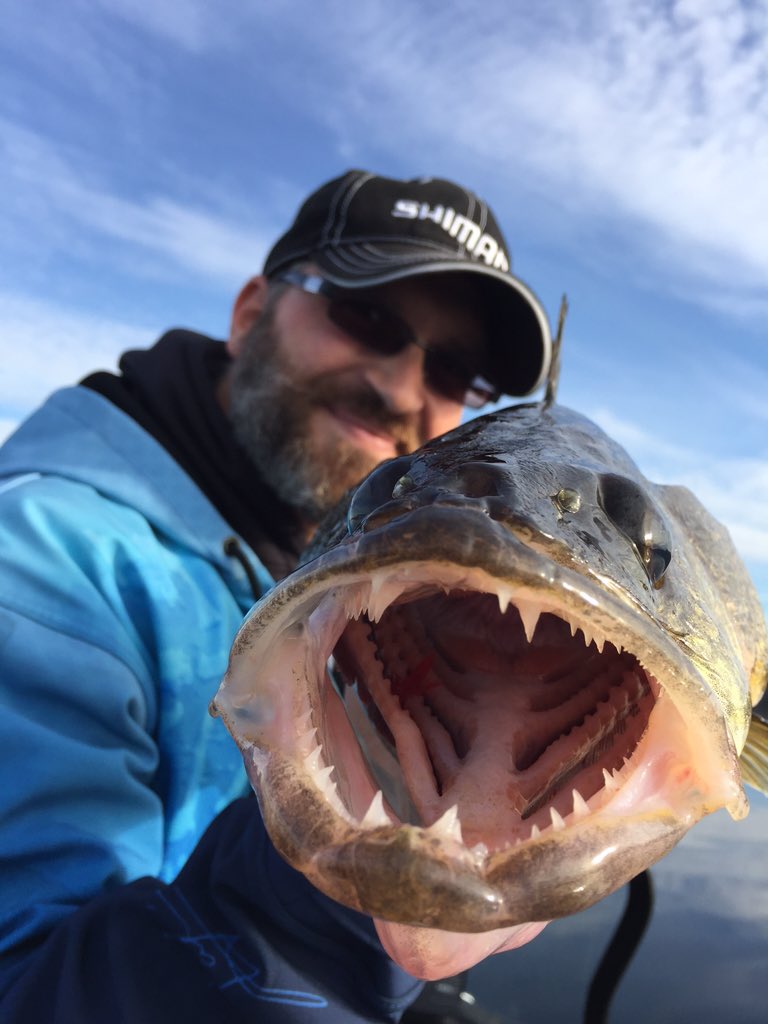 ang33ca's tweet photo. Thought I'd share a few more cool pics of last weeks gold rush! Enjoy! @OLosiggio @johnnyangler @BAY_OF_QUINTE https://t.co/9AS2kvgugC