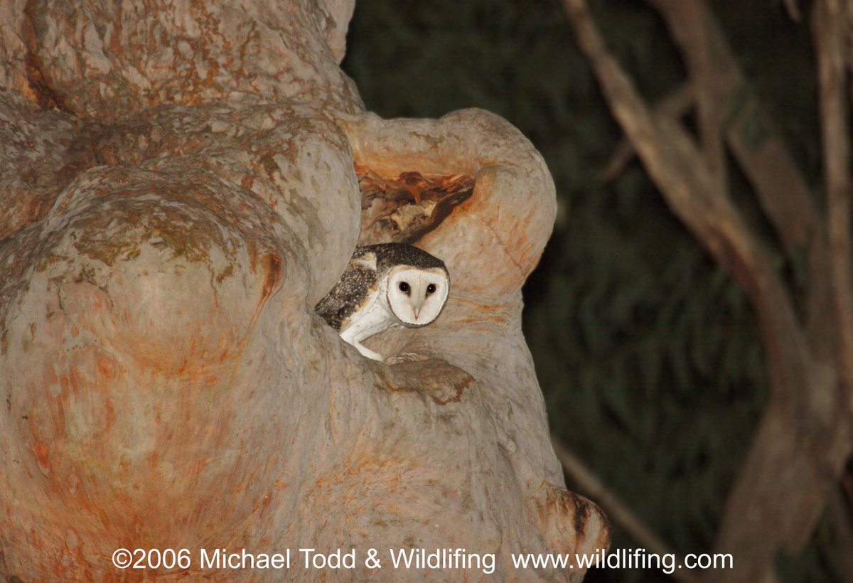 RobynCharlton1's tweet photo. #AwabaConservationArea #ThreatenedSpecies #MickTODD MaskedOwl. @newcastleboyy @thefuturemakers @NewyMichael https://t.co/bYOpTDxlCA