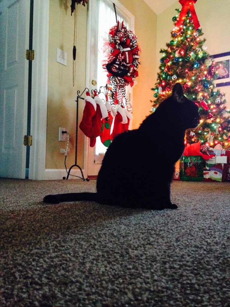 Katiee_Finney's tweet photo. I take Christmas pictures of my cat. #ChristmasCard2015 https://t.co/1RrXHTdQTA