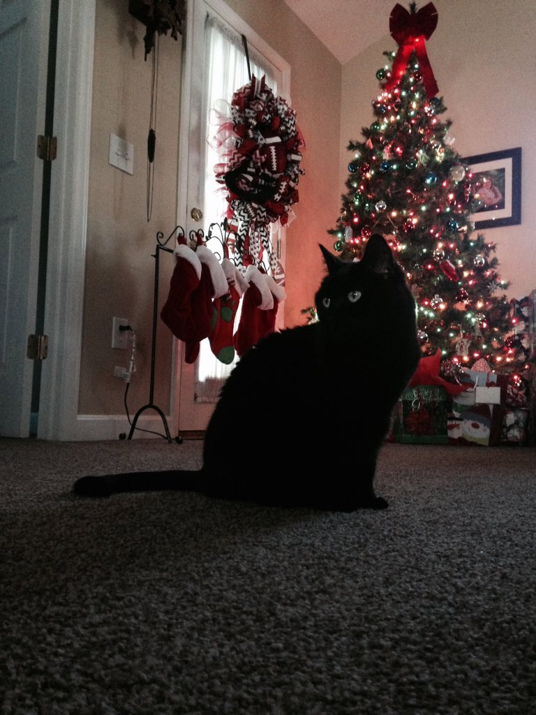 Katiee_Finney's tweet photo. I take Christmas pictures of my cat. #ChristmasCard2015 https://t.co/1RrXHTdQTA
