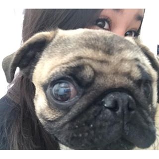 Joy_PhotoCam's tweet photo. Ojitos 👀👀❤️ #puggy #pug #Chile #instachile #instamor #instavida #chanchitomasico #bebe https://t.co/HDNHqDnziw https://t.co/G0bDiifnRX