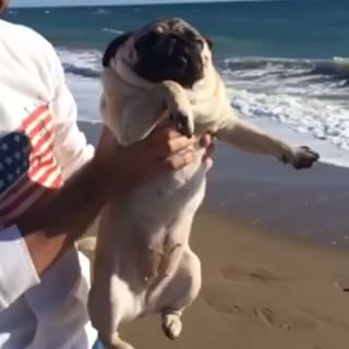 Joy_PhotoCam's tweet photo. Swimming lesson! ☀️😂
#FromThePro #PugsCentral
@lnapics https://t.co/K1yLsTHYVm https://t.co/9NZyToCvXf