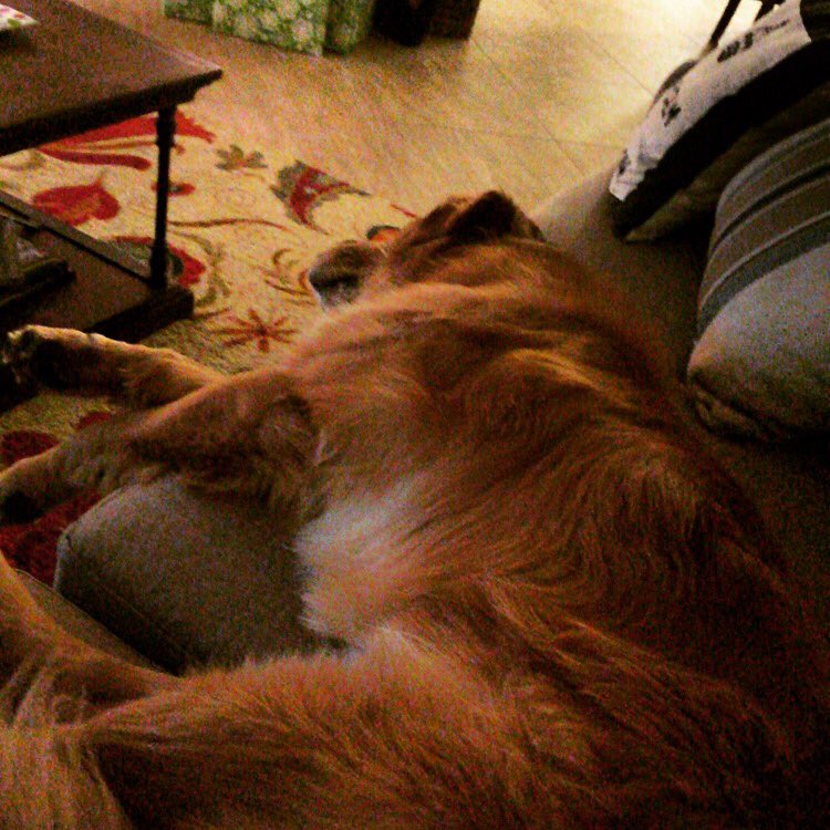 Miller after a long day of prepping for company tonight!! He loves having Daddo &amp; Mama Shack visit!! #millerthyme
