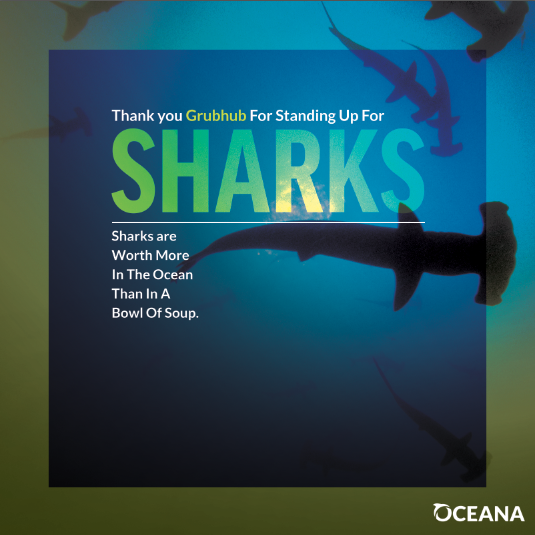 oceana's tweet photo. ICYMI: @GrubHub has banned the sale of shark fin products on their website! https://t.co/3W7j6zwK9h https://t.co/HXYN41BIjL