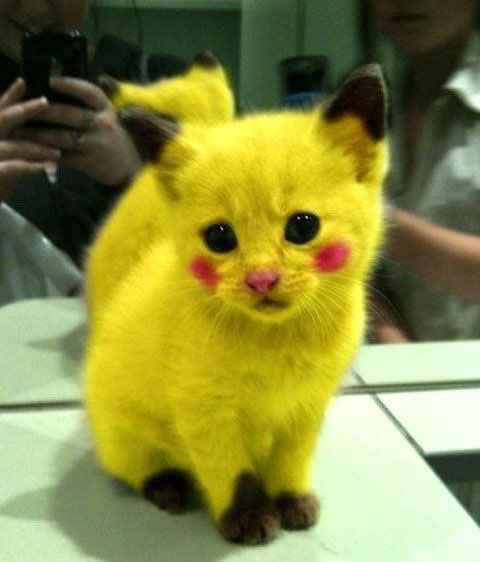 haileykristan96's tweet photo. I feel like Mikey would do this to his cat #CatsForMichael @Michael5SOS https://t.co/4GWmtKadaN