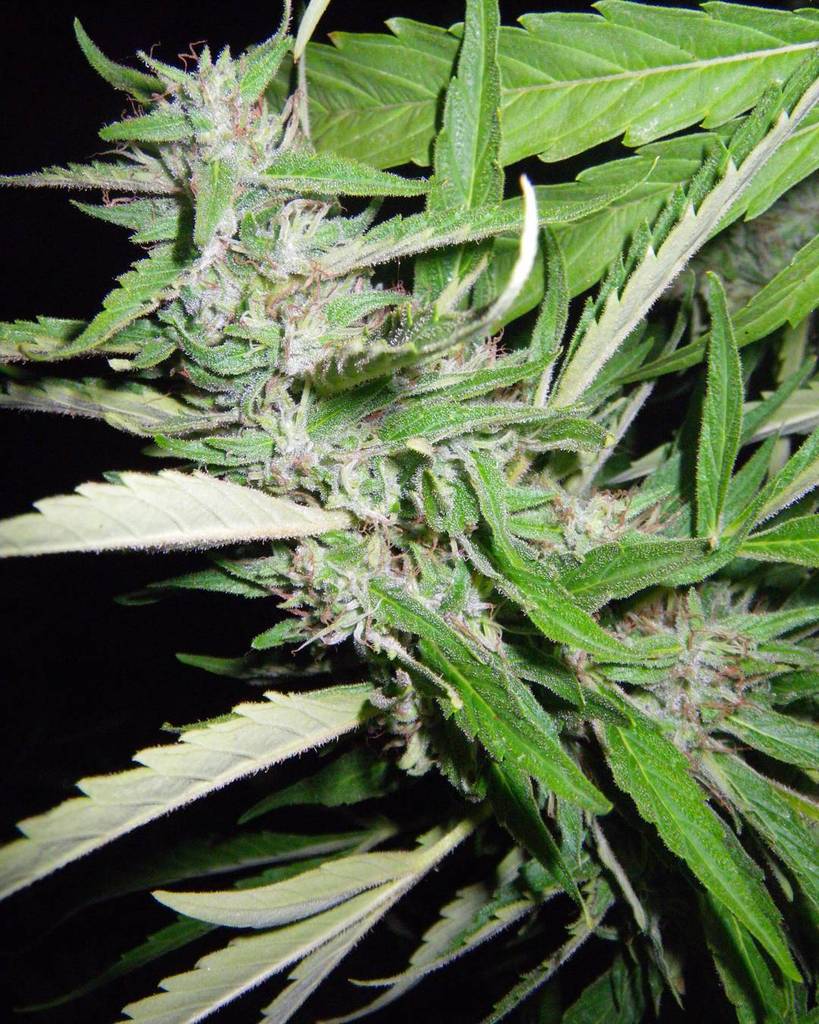 DukeofErb's tweet photo. πππππππππ #pineapplethai x ( #kandykush x #skunk )
#sungrown
#seedgrown #mmj #weed #marijuana #highsociety #weedp⦠https://t.co/7elTix900O