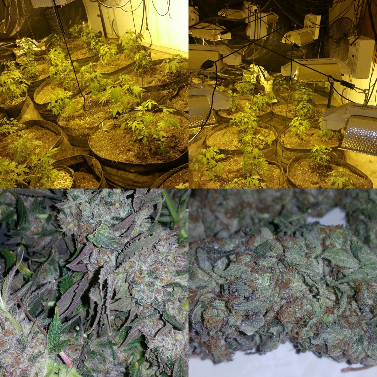 GoodHerbPodcast's tweet photo. #Cherrycheeks707.com #transparentfarming from clone 2 harvest. Yield taste hi& color? What do u think? https://t.co/cqx3DWHbXd