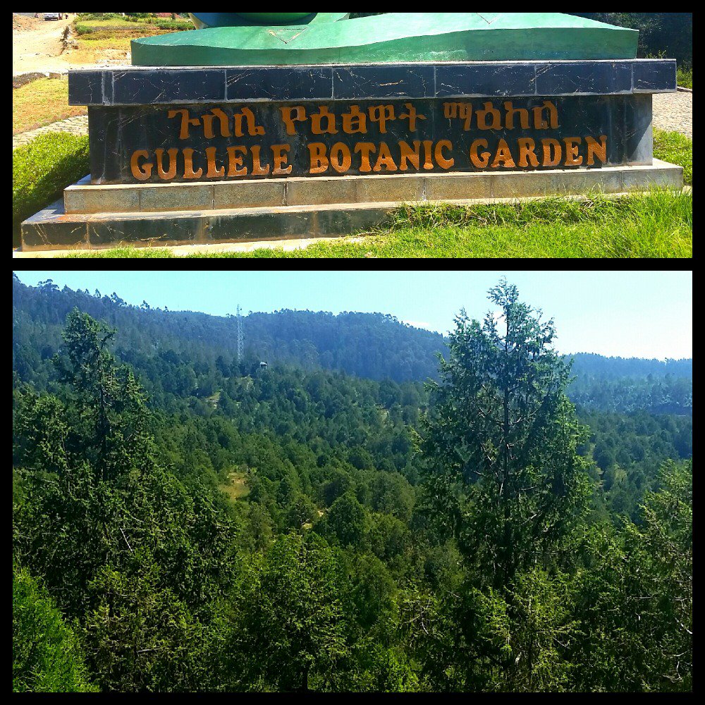 GT_GuestHouse's tweet photo. Weekend plans in #Addis ? Take a #hike inside Gullele Botanic Garden and enjoy the magnificent view! https://t.co/2uKPTPVVnp