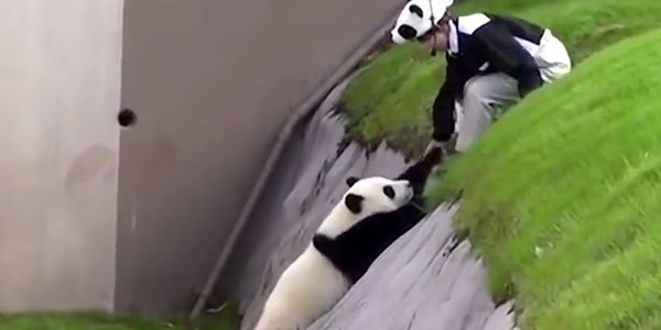 people's tweet image. Here are some pandas frolicking around for your enjoyment peoplem.ag/mdqUwjU