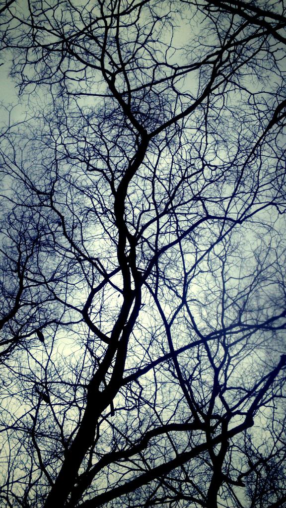 girlnamedsusan's tweet photo. Ghosts of winter.  #photography #trees https://t.co/rW7JvVYcym