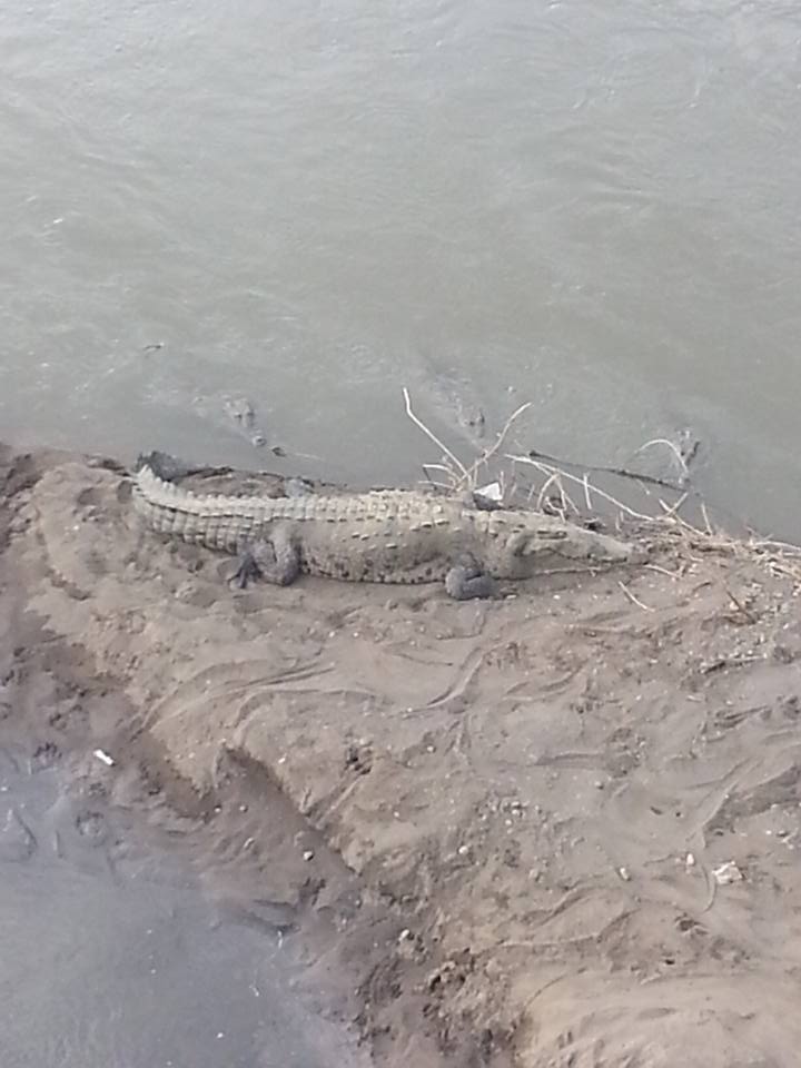 DBIMarketing's tweet photo. I went out crocodile seeing yesterday @Visit_CostaRica
#travelling, #anxiety, #lifestyle, #experiencenotthings https://t.co/J8Wx0U9DvD