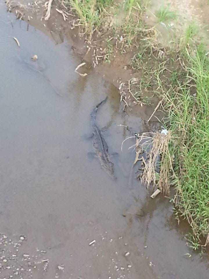 DBIMarketing's tweet photo. I went out crocodile seeing yesterday @Visit_CostaRica
#travelling, #anxiety, #lifestyle, #experiencenotthings https://t.co/J8Wx0U9DvD
