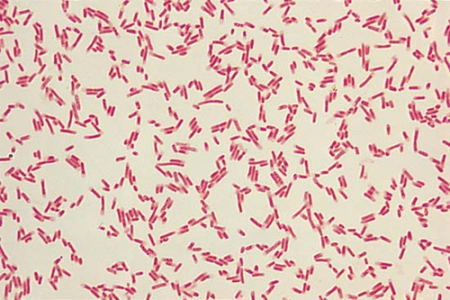VozCientifica's tweet photo. BACTERIAS DEL FONDO DEL MAR HALLAN FORMA DE COMBATIR EL CALENTAMIENTO GLOBAL https://t.co/pN1TsIYShh https://t.co/PXdl6dpozI