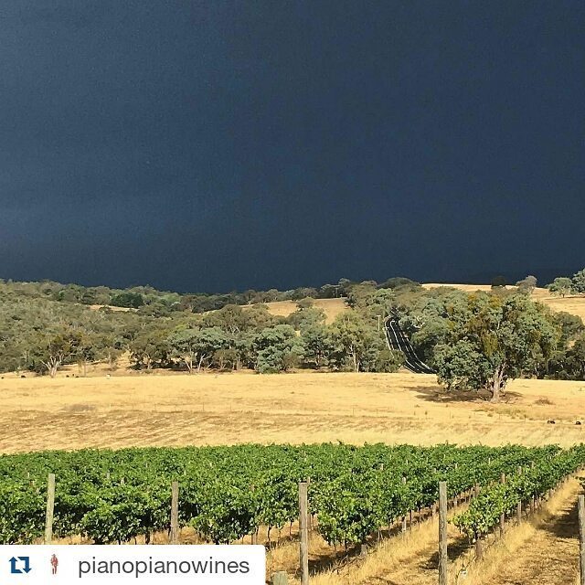 Michael Ryan tweet media