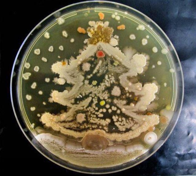 LynneOmar's tweet photo. Why is Christmas soo random? Post your favourite Christmas photos. The more random the better 🎁🎅🌲 @SCoRMembers #RXPH https://t.co/GIiUz5s4Ec