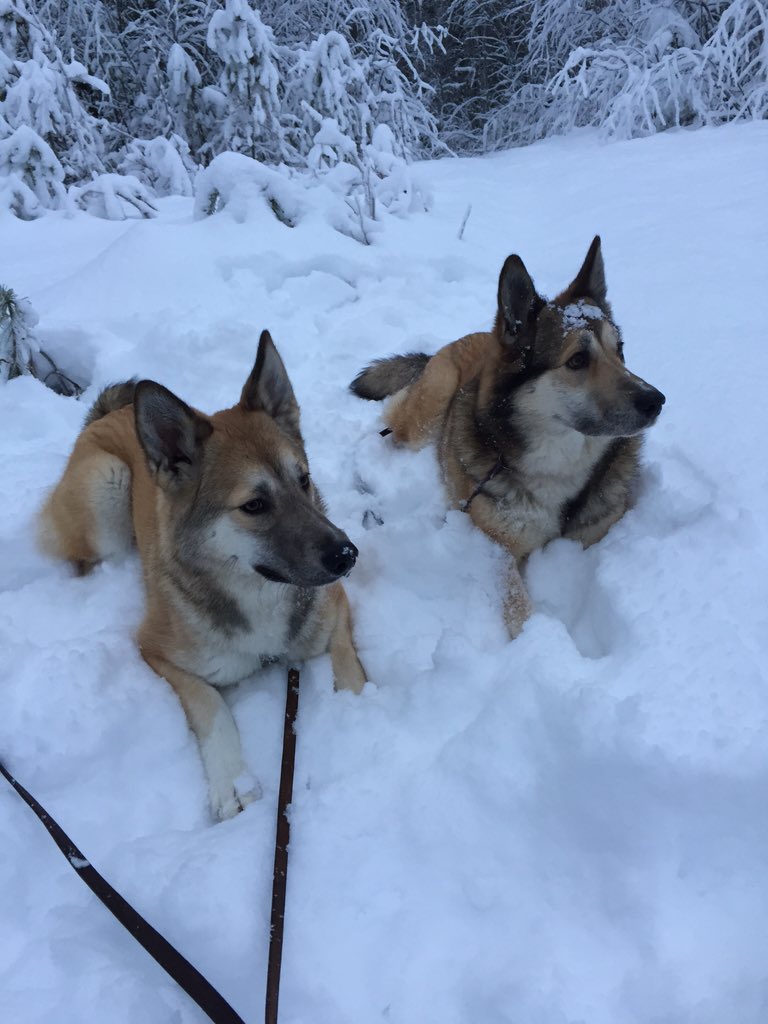 Skogspromenad på 4:e advent
