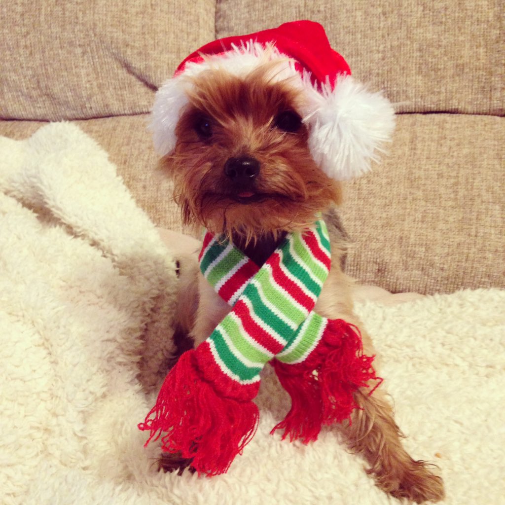 Ho Ho Ho #dogs #morkies #christmas #dogsdressedup #funny