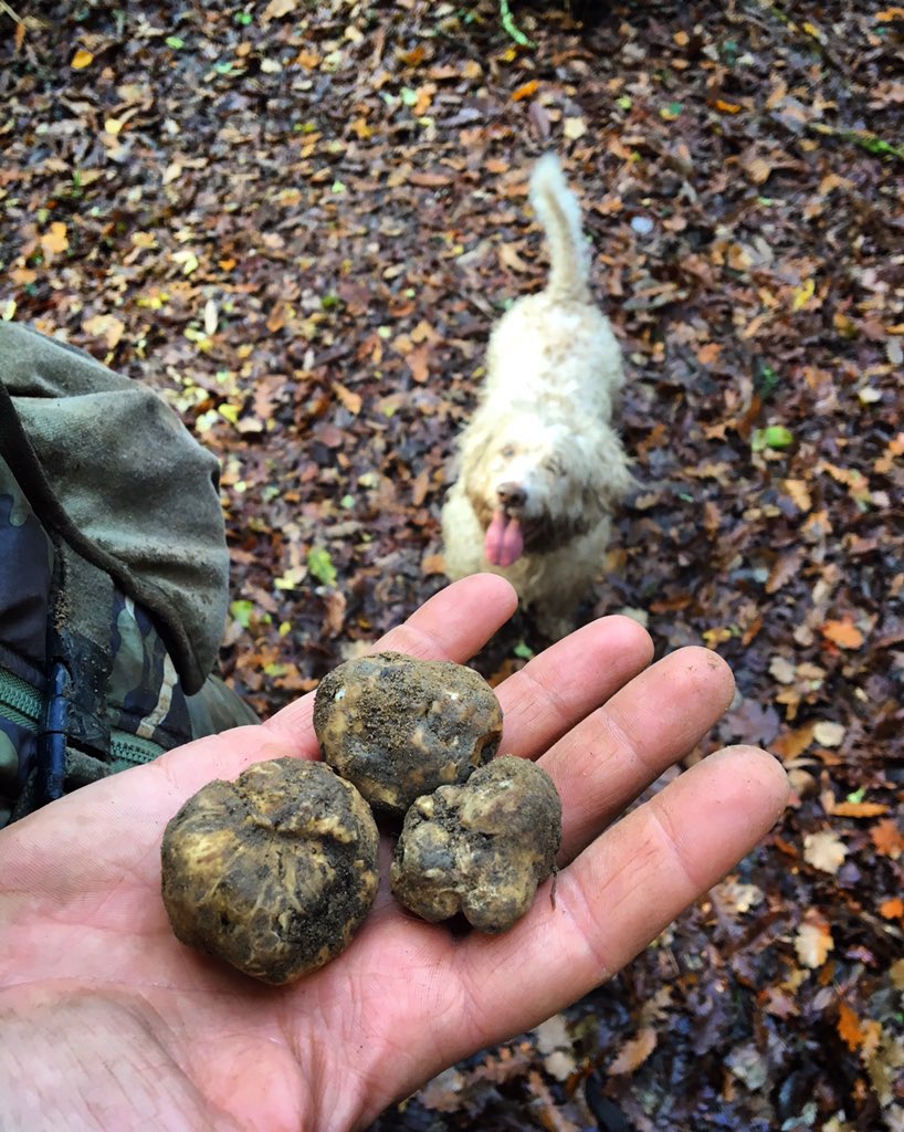 fdecesareviola's tweet photo. Thanks to @SaviniTartufi for un unforgettable #truffleexperience with superdog Giotto :) @GDirindelli @oloapmarchi https://t.co/zNmMYX49dj
