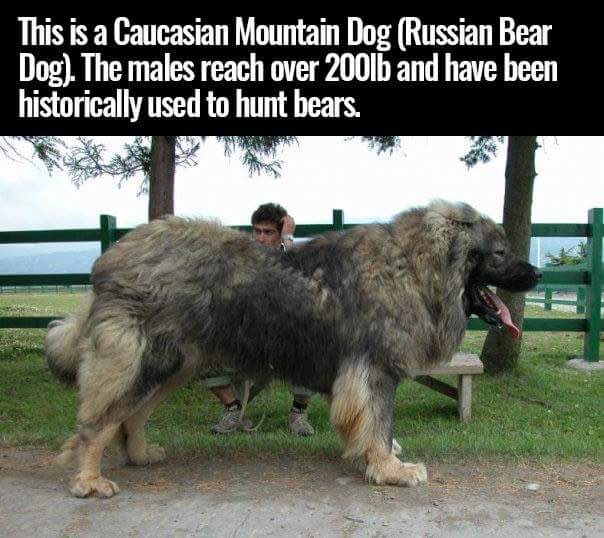 CATastrophic on Twitter: "I officially want a Russian bear ...