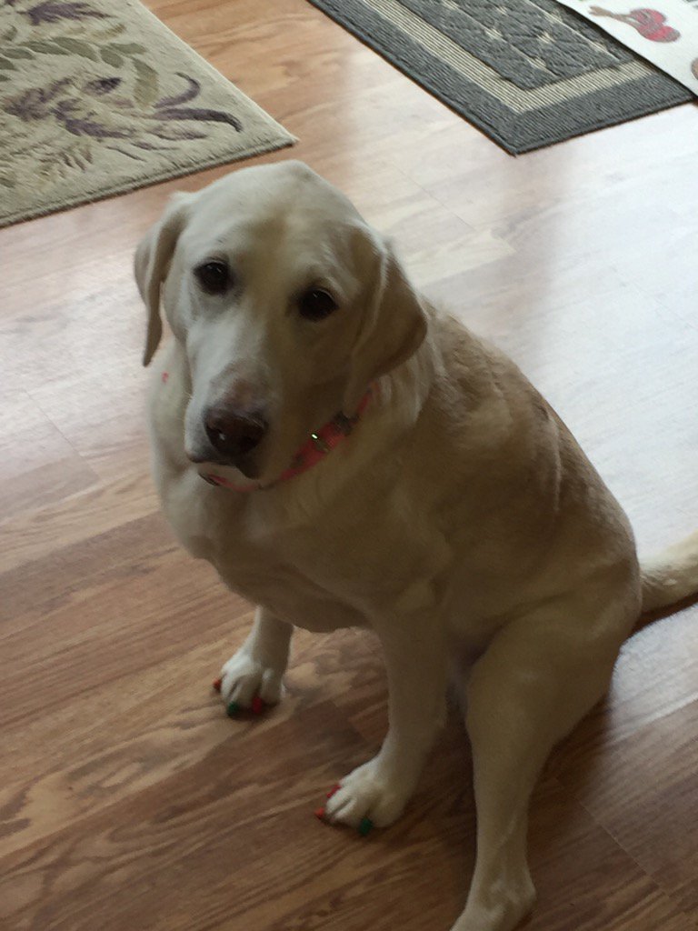 mekirby's tweet photo. Ready to hike #yellowlab #dogsoftwitter #sweetpup #cincynature #lbft https://t.co/2vv0BgASbH