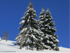 Syngenta's tweet photo. #DYK 1 acre of #ChristmasTrees fulfills daily oxygen requirements of 18 people. More facts: https://t.co/WKmtOEm87h https://t.co/0BlaLSjekA