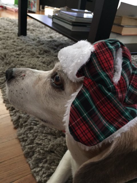BiddyTheBeagle's tweet photo. chilly here #beagle #beagles #beaglesoftwitter #rescuedogs #dogsoftwitter #chillybeagle #beaglelove https://t.co/joKxTyt4DU