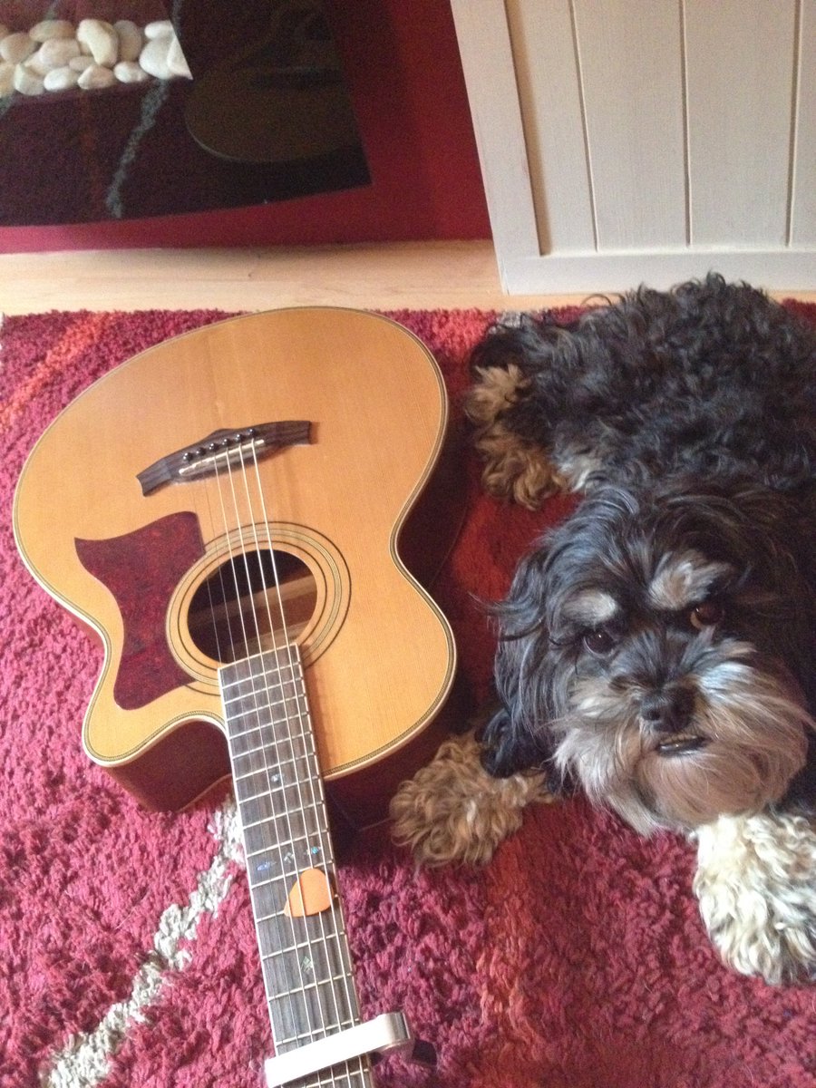 CockapooCoco's tweet image. I play guitar, get over it