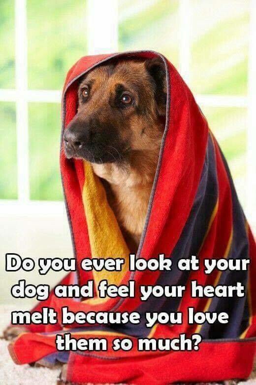 abigail_short's tweet photo. Daily 🐶😍 https://t.co/3L2fG1umlh