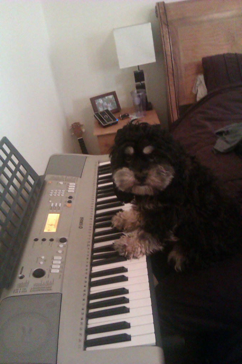 CockapooCoco's tweet image. I play piano too but I don't brag, this isn't Facebook. Am i right?