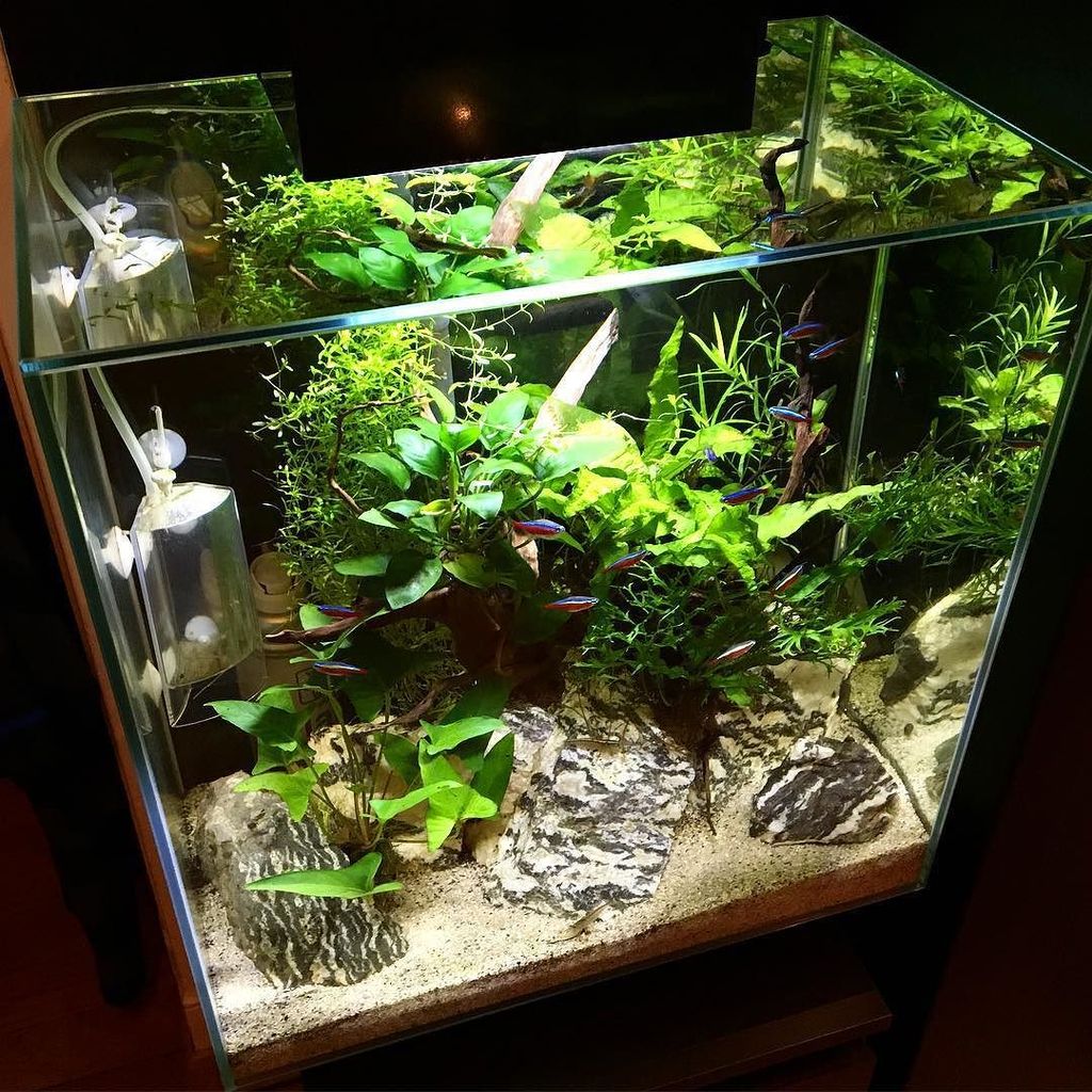 Akvaristan's tweet photo. #akvaristan #aquarium #akvaryum #aquarien The Fluval Edge 46l #aquascape #fluval #fluvaledge #plantedtank #plantedi… https://t.co/7aEyIIP3kz