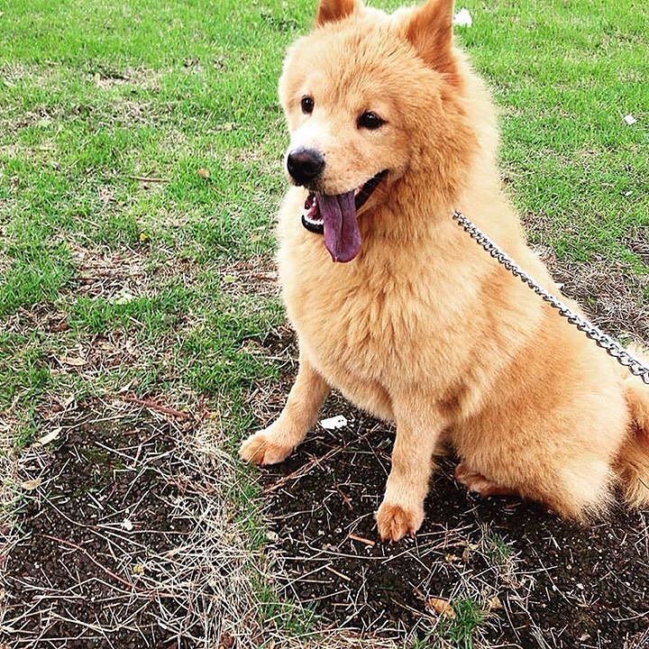 Cinemanimo1's tweet image. ift.tt/1UOIcTu Levando meu pai passear! 😍🐶 #mydog #mychowchow #mychow #pixie #dog #cachorro #chowchow #ca…