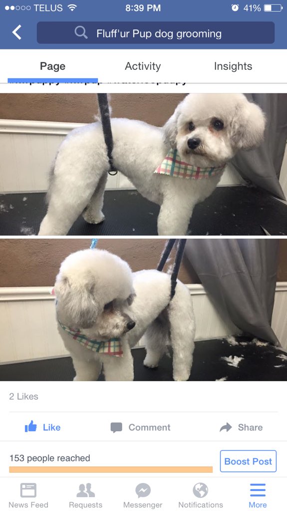 fluffurpup's tweet photo. More clients ready for the holidays https://t.co/7nQK6alBef