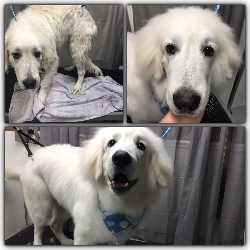 fluffurpup's tweet photo. More clients ready for the holidays https://t.co/7nQK6alBef