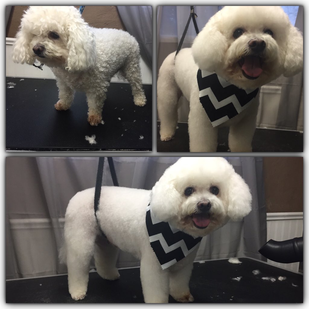 fluffurpup's tweet photo. And more https://t.co/IgwWgB81Zu