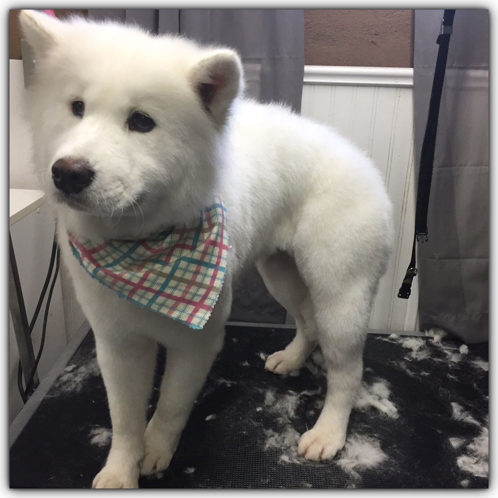 fluffurpup's tweet photo. Brother and sister @fluffurpup #grooming #kw #Waterloo #waterloogroomer #waterloodog #kwdog https://t.co/tlB1Lj0Id3