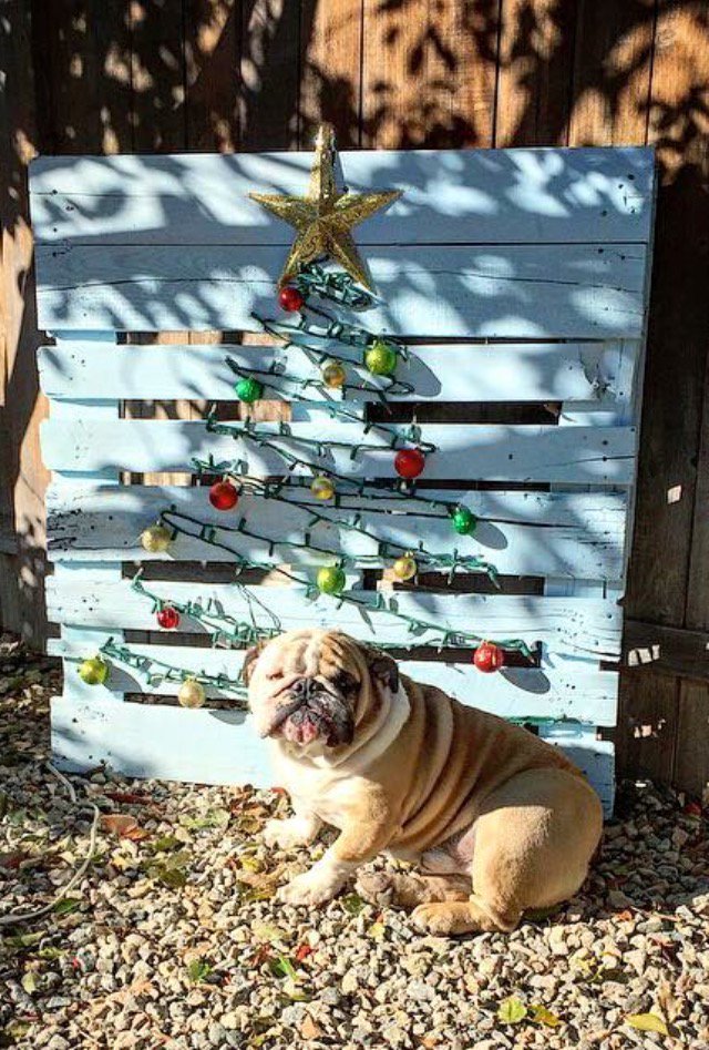 TracyLGrogan's tweet photo. 🎄🎅🏻🐶 #abc7holiday https://t.co/7ylnBYT7I7