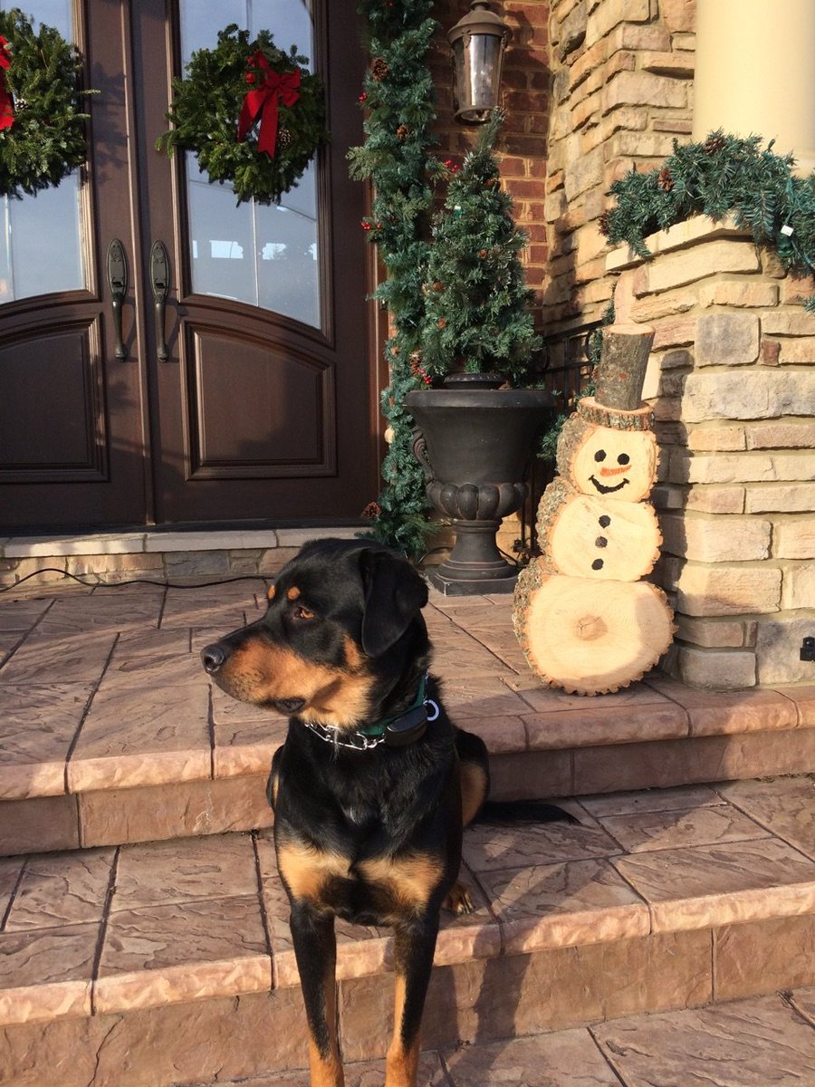 Look at the log snowman keeping Jax company.  Thanks for gift Jaye and Jordan Shelton.  He looks good