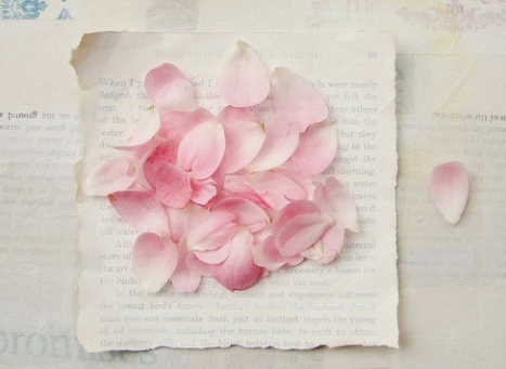 Gömülü resim için kalıcı bağlantı