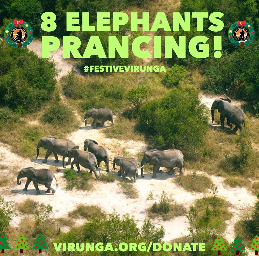 gorillacd's tweet photo. On the 8th Day of #FestiveVirunga, My True Love Sent to Me; 8 Elephants a Prancing! https://t.co/nesAsQHCB5 #DRC RT https://t.co/f3HbLciz1V