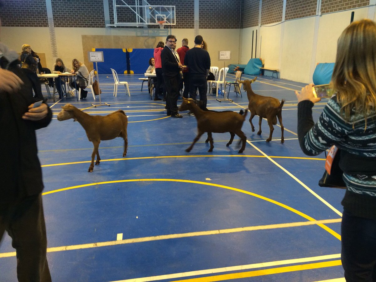 DiarioSUR's tweet photo. #20D | En el IES Galileo de #AlhauríndelaTorre se han colado estas cabras... https://t.co/M6uc9f9shb https://t.co/icVlHVD8Qw