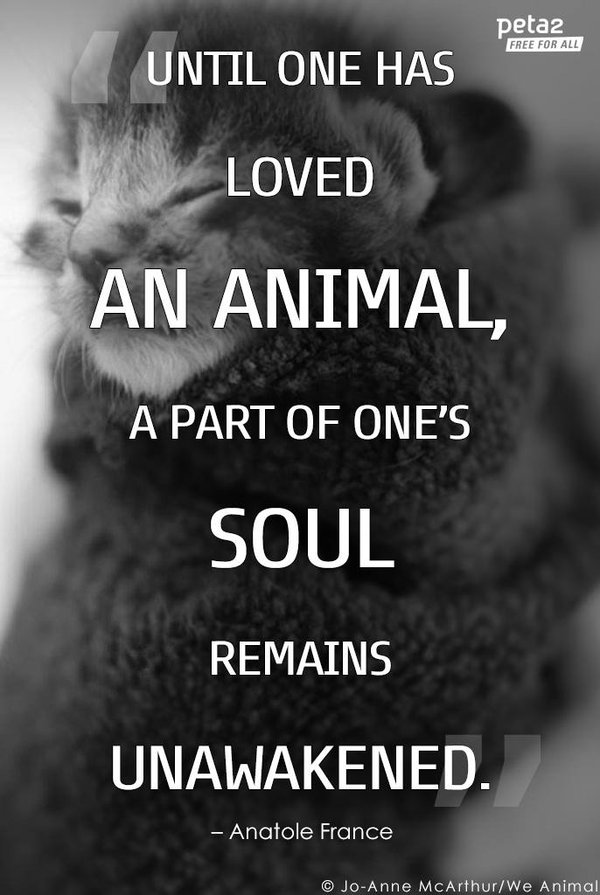 PETAShares's tweet photo. RT if you are PROUD to have cared for an animal. 💕 https://t.co/1LinVmv7RD