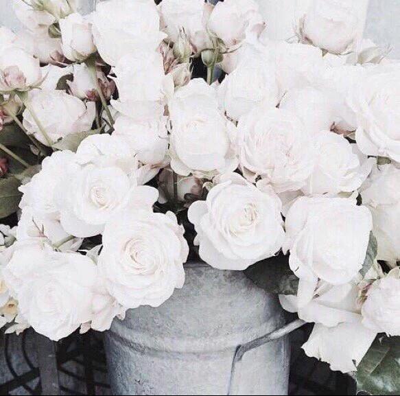 MISTER_GIA's tweet image. - in love with white roses 😍😍.