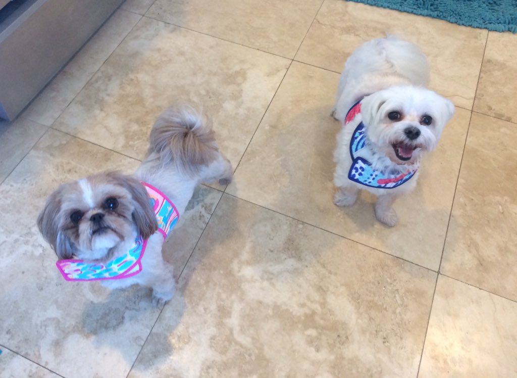 mramsey8's tweet photo. Cutest little @LillyPulitzer dog harnesses! Thanks @Drew_Behling @PawsitiveStyle #obsessed #FLDogs https://t.co/n7q8HJJYJz
